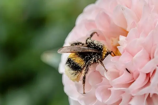 Biene mit vielen Pollen auf einer Blume
